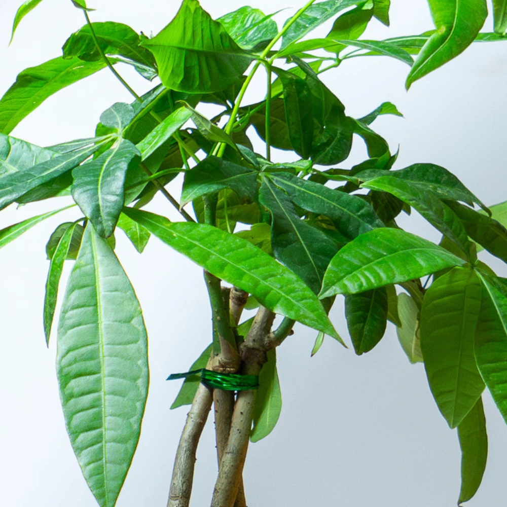 product-gallery