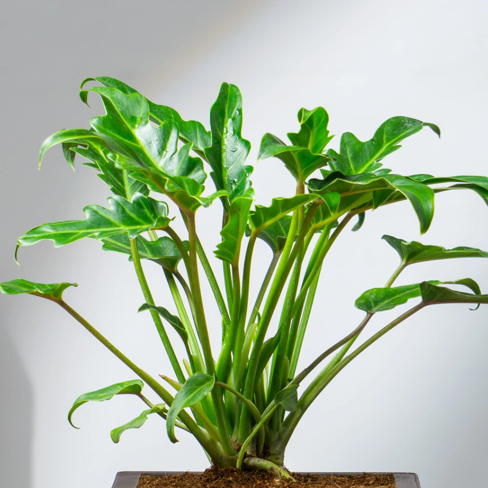 product-gallery