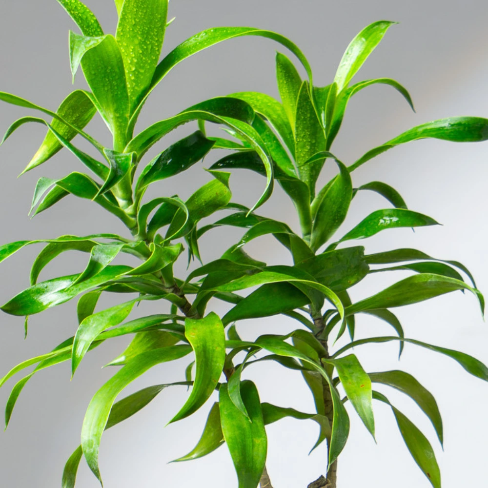 product-gallery