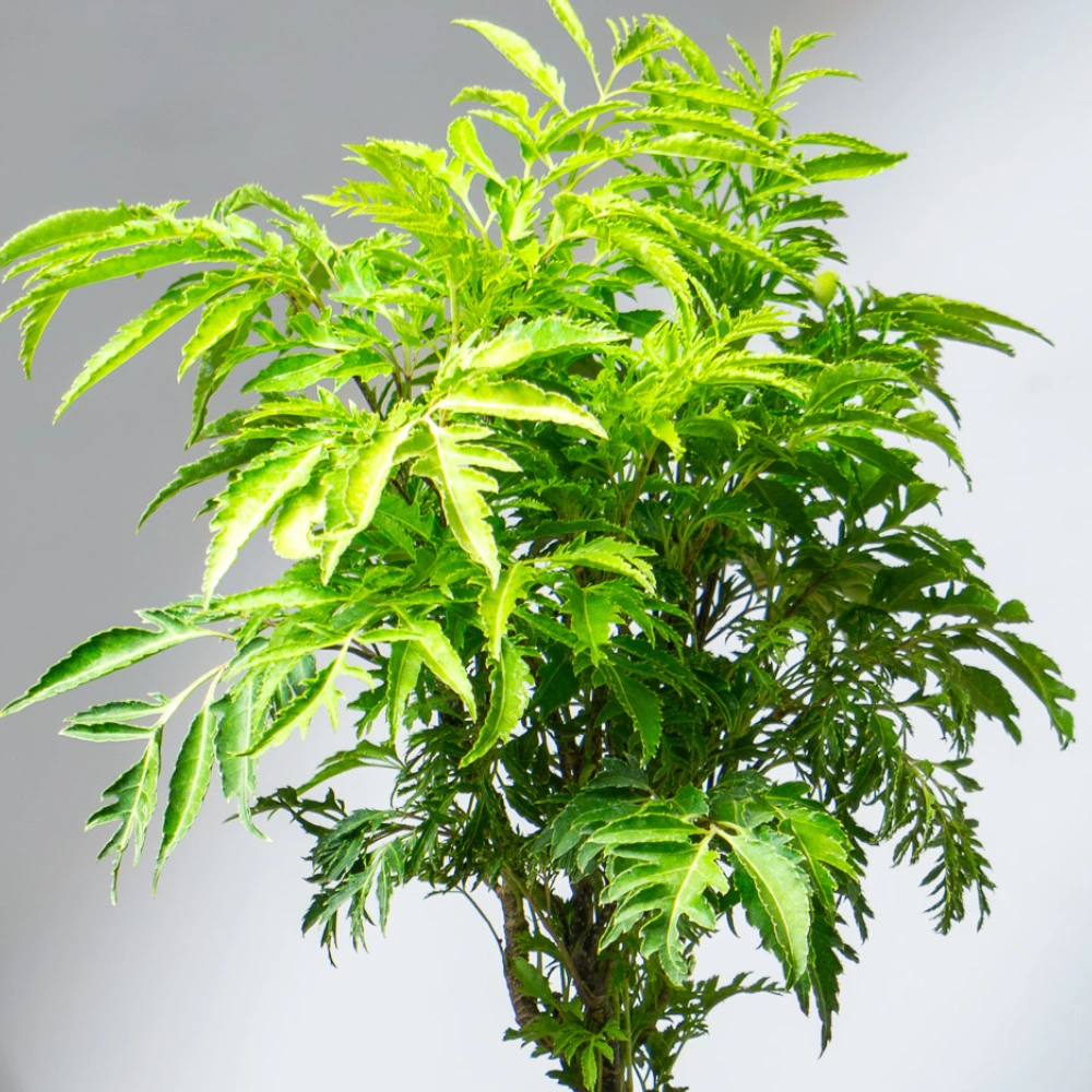 product-gallery