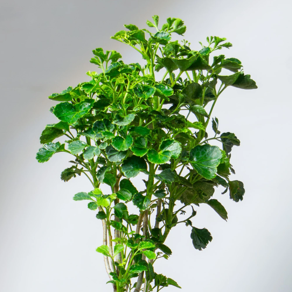 product-gallery