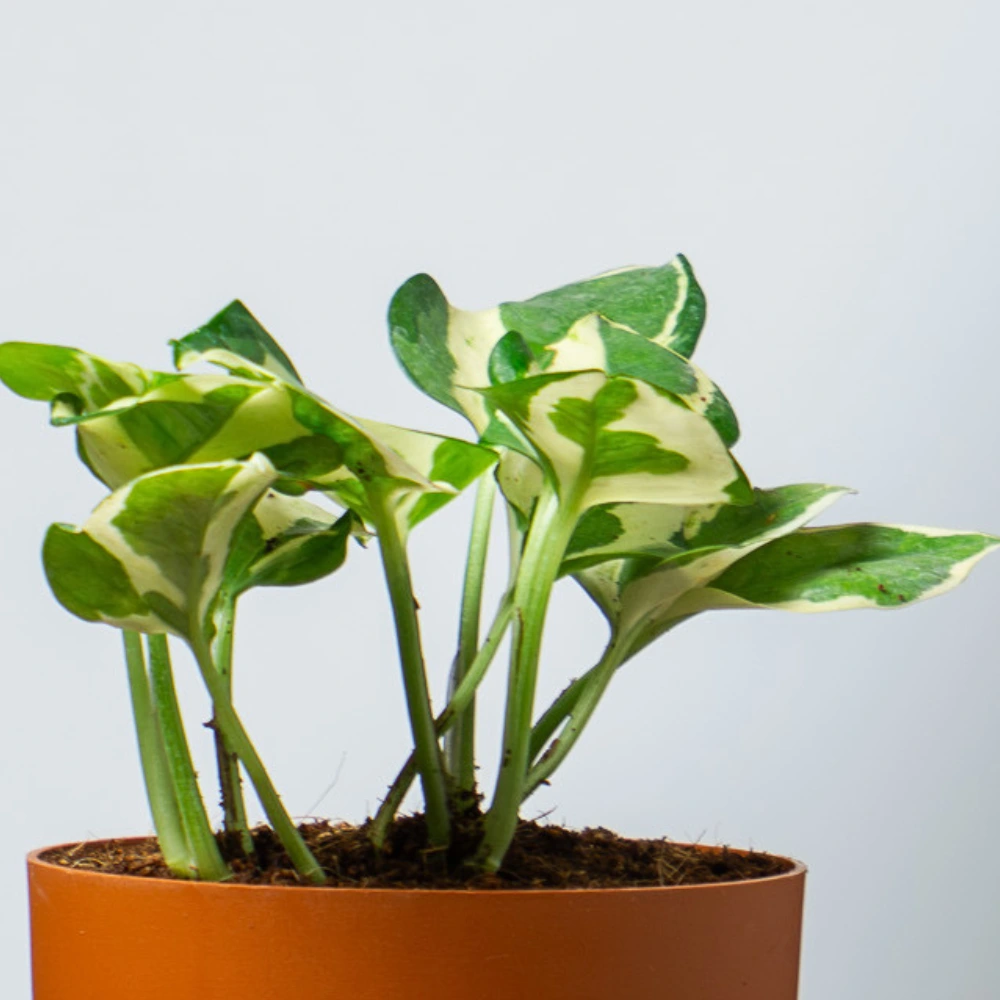 product-gallery