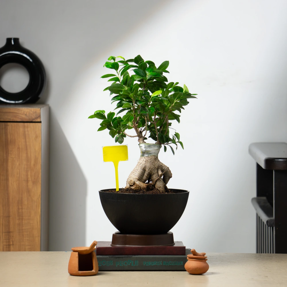 product-gallery