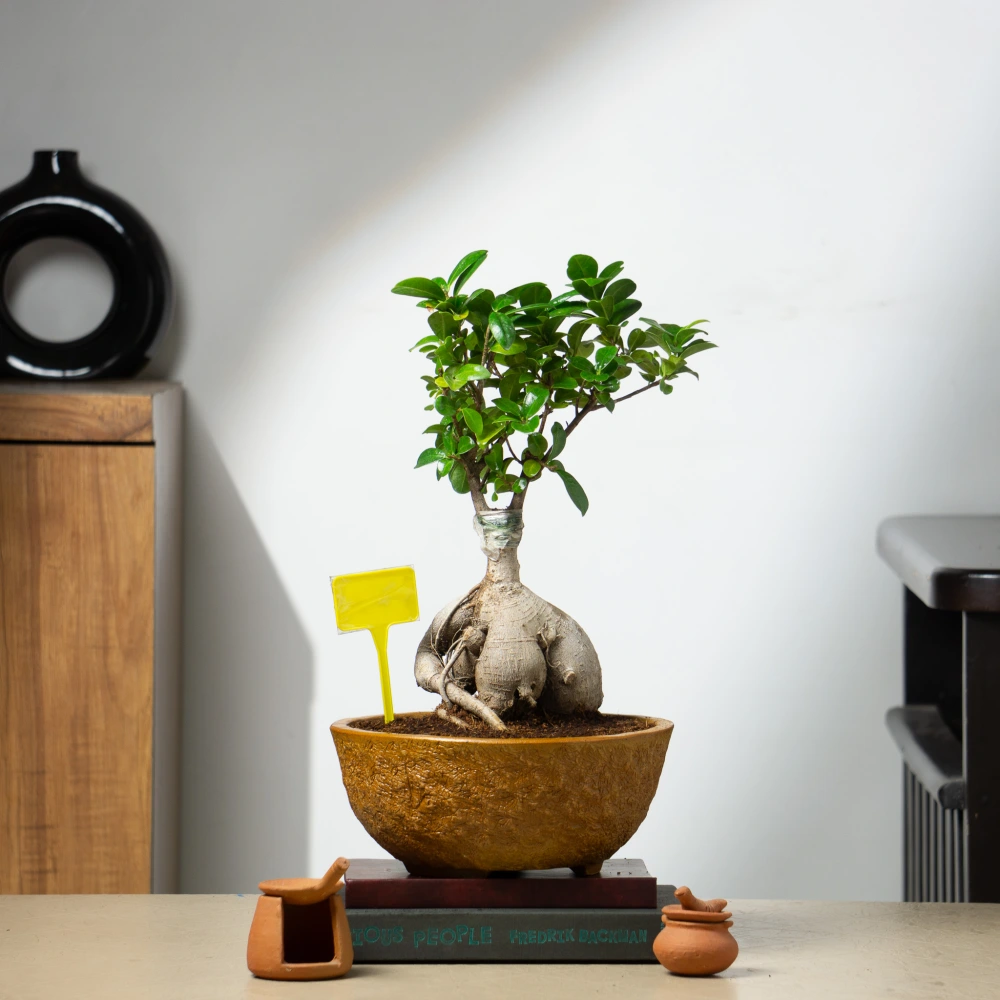 product-gallery