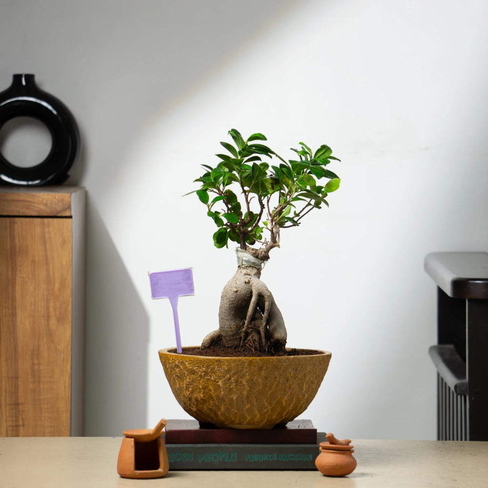 product-gallery