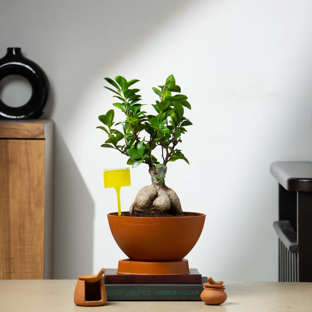 product-gallery