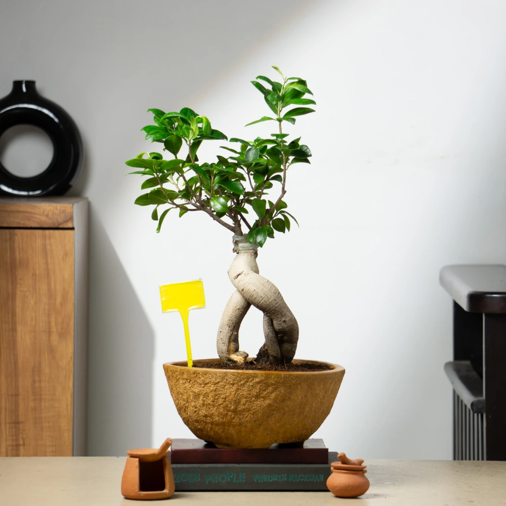 product-gallery