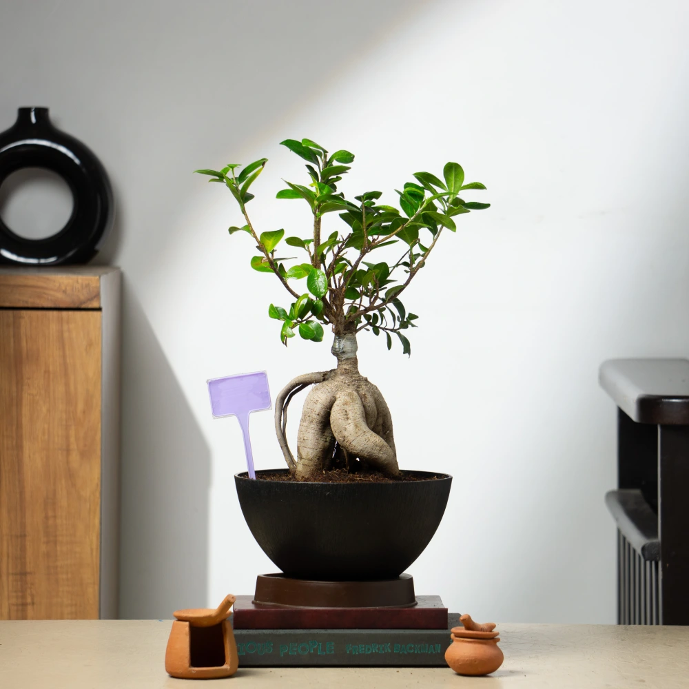 product-gallery