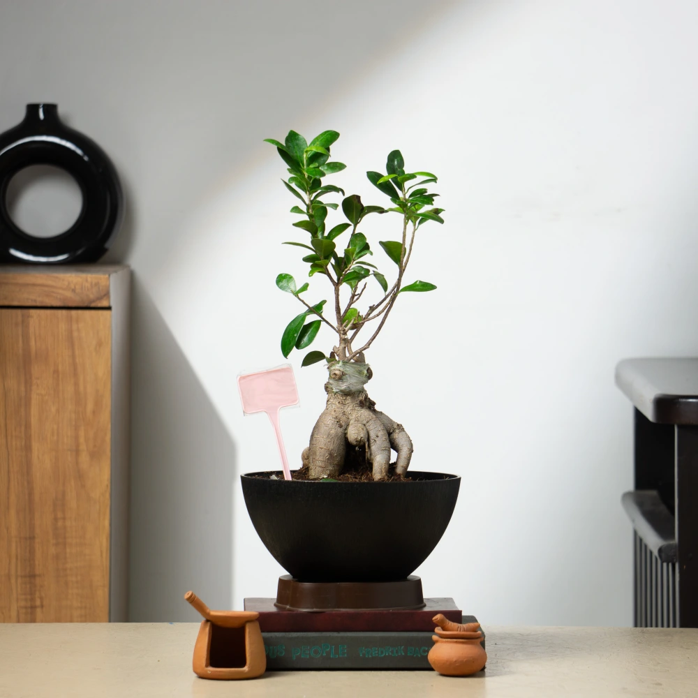 product-gallery