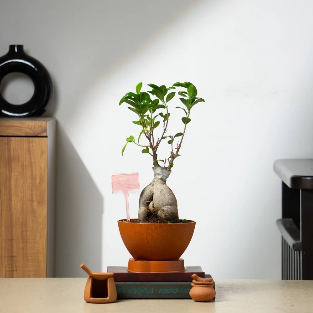 product-gallery