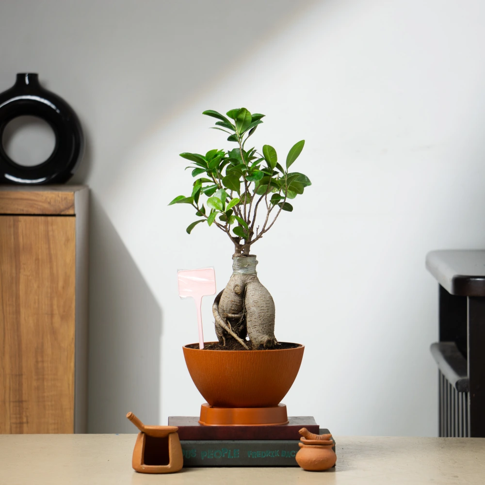 product-gallery