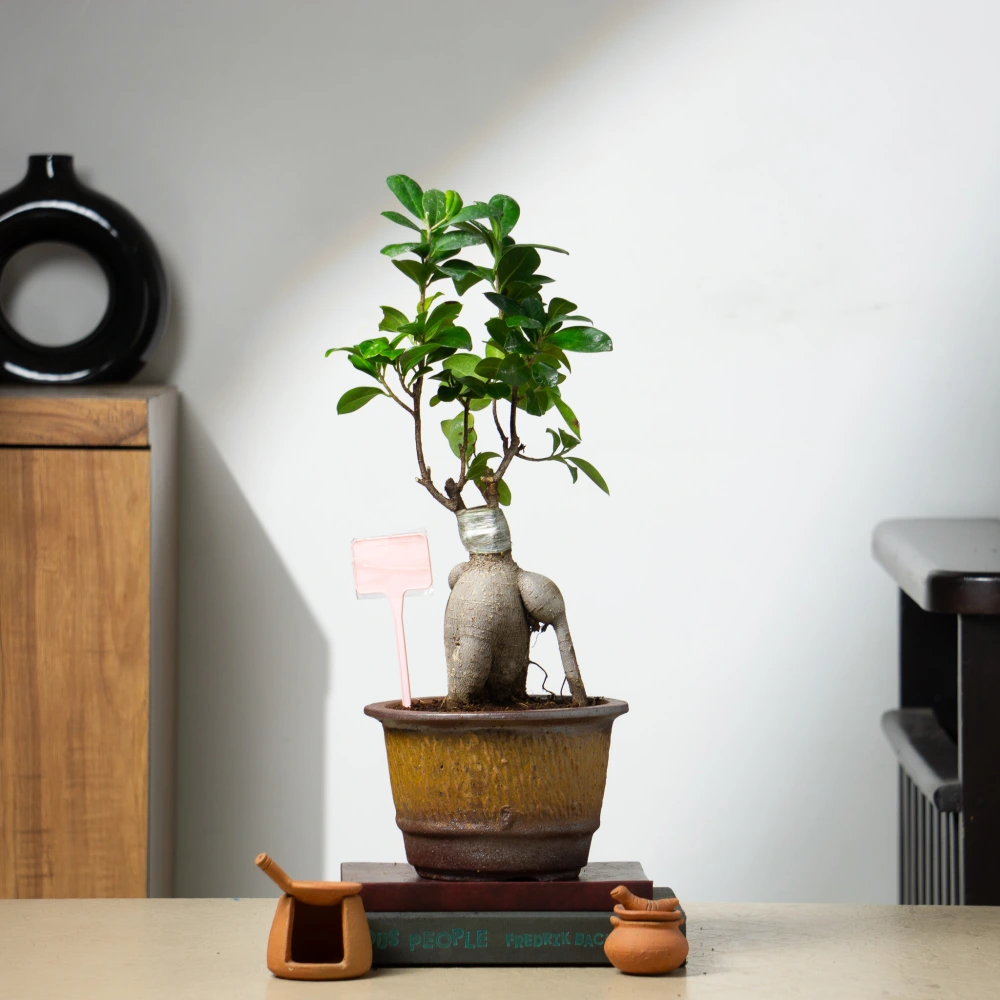 product-gallery
