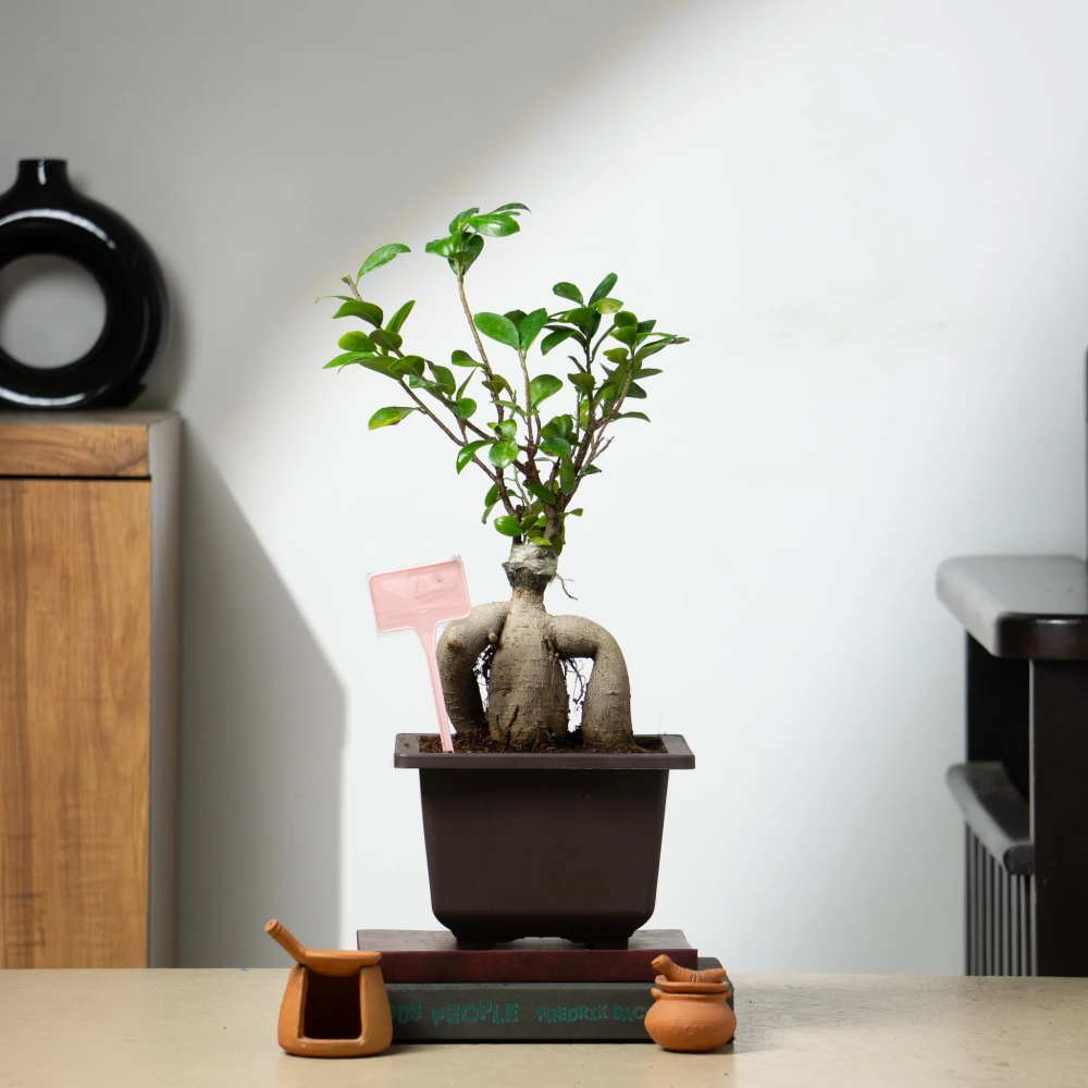 product-gallery