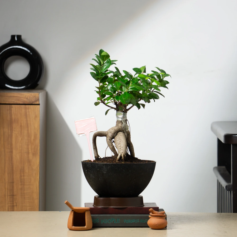 product-gallery