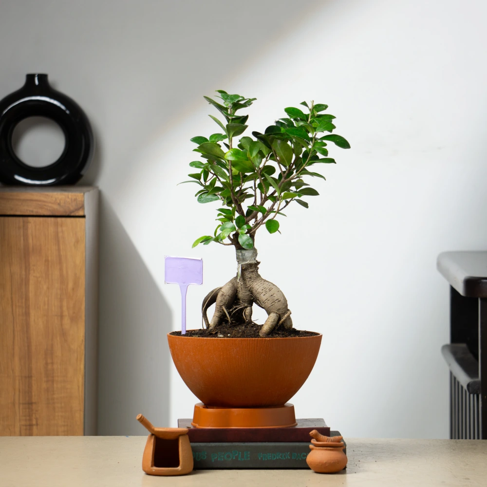 product-gallery