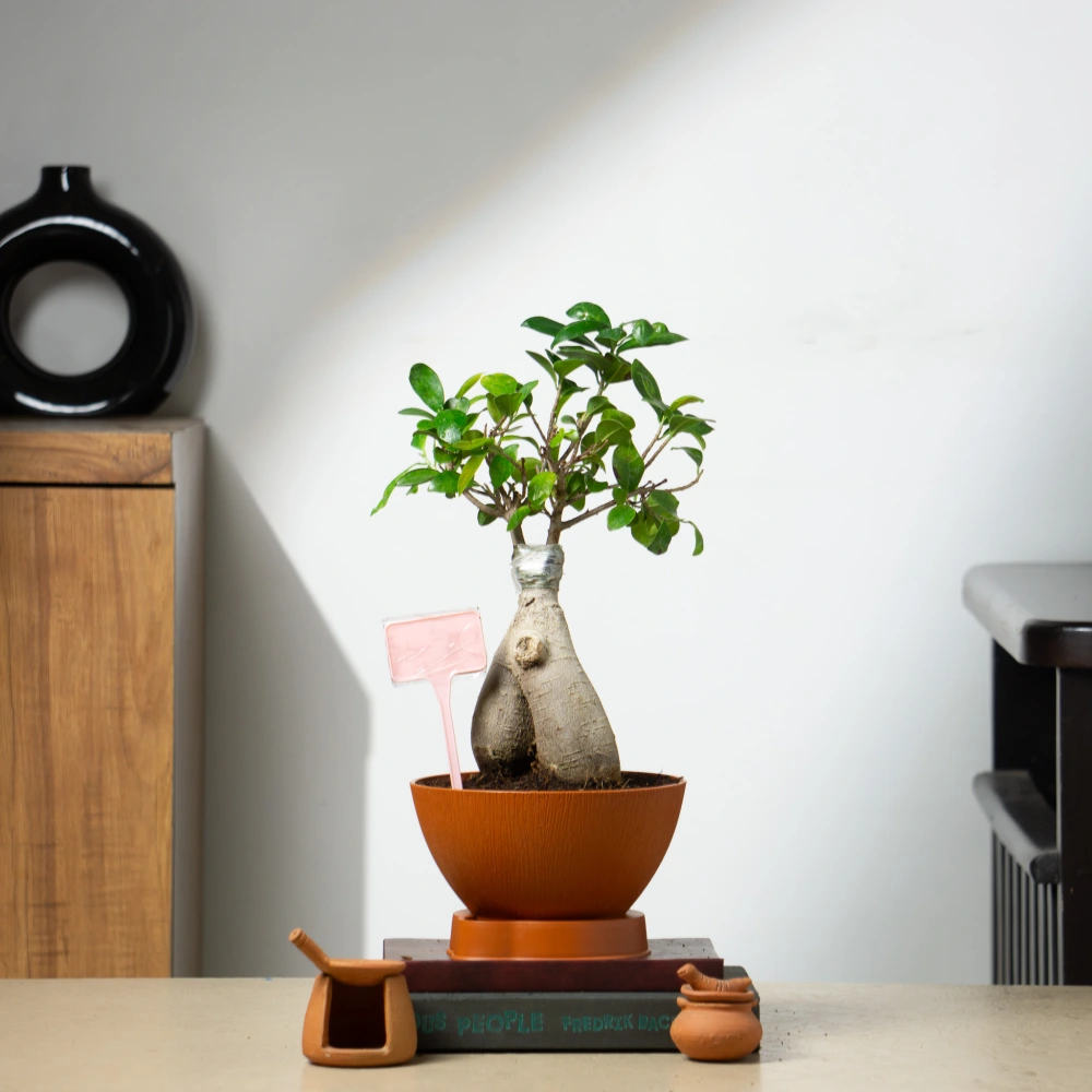 product-gallery
