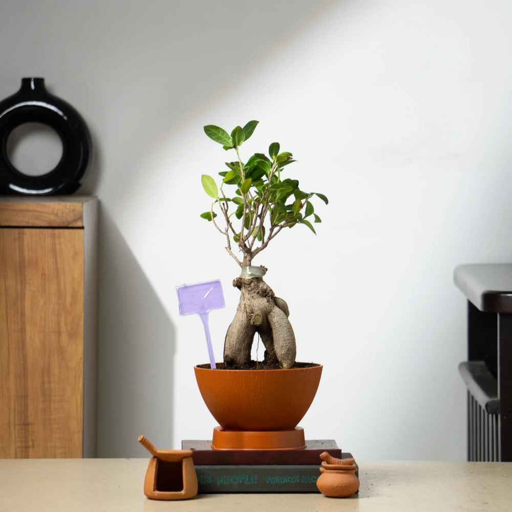 product-gallery