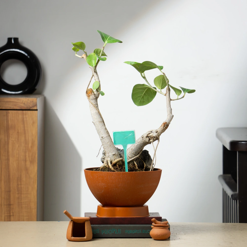 product-gallery