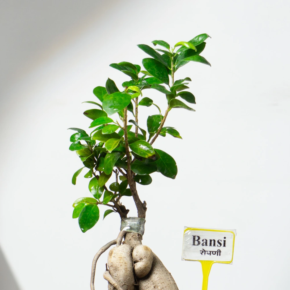 product-gallery