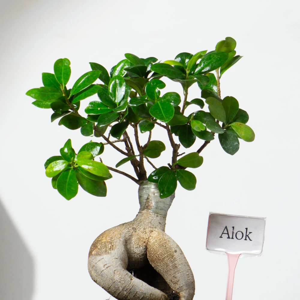 product-gallery