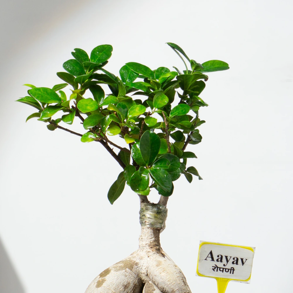 product-gallery