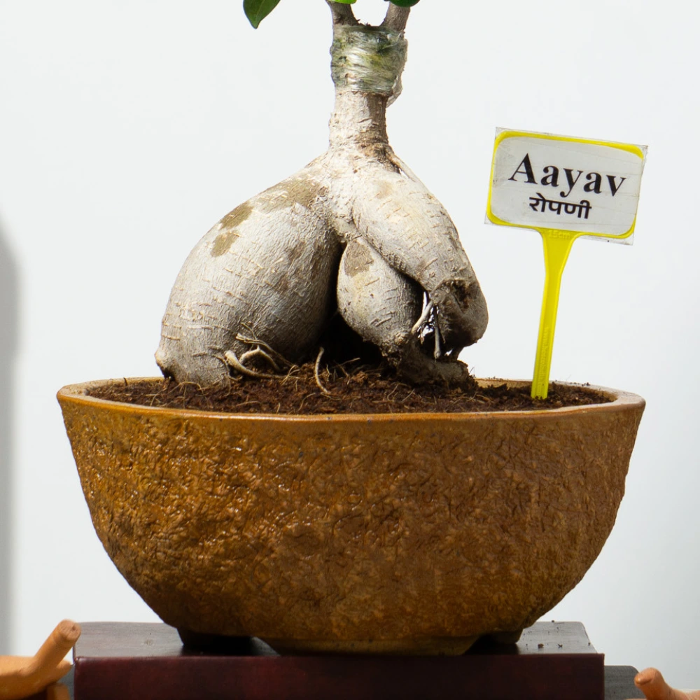 product-gallery