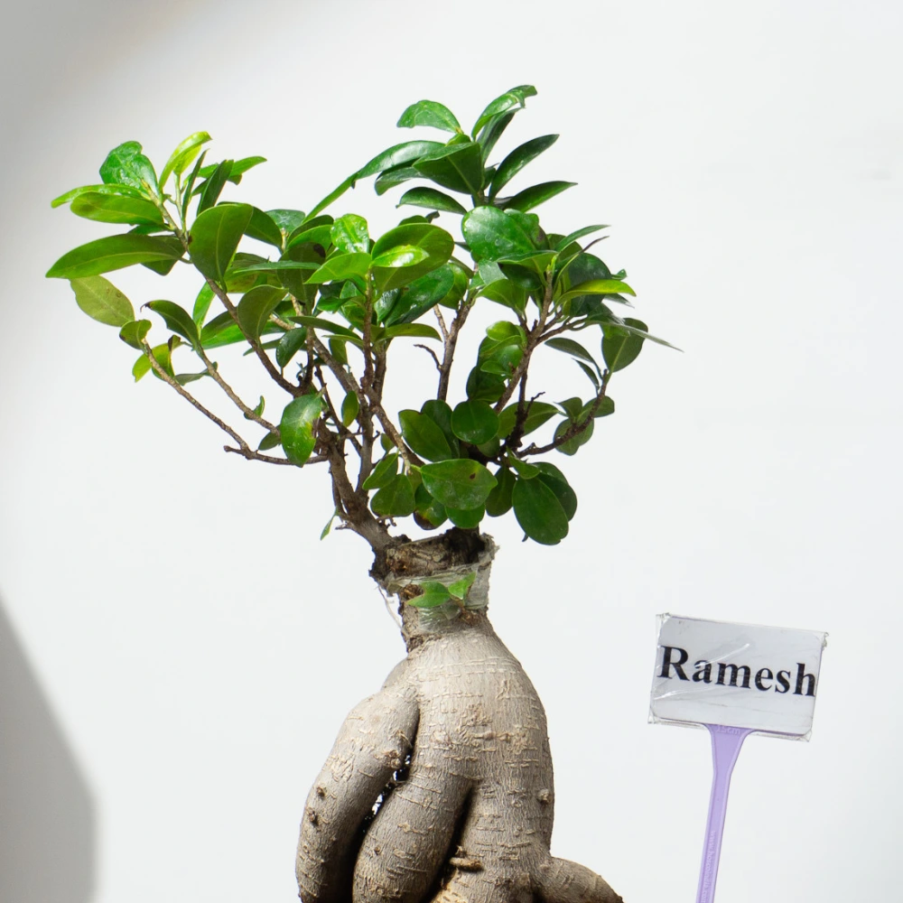 product-gallery