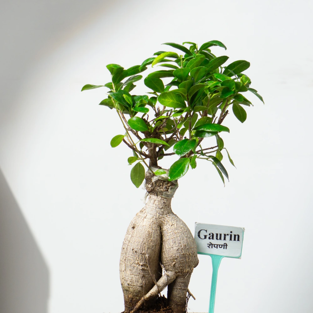 product-gallery