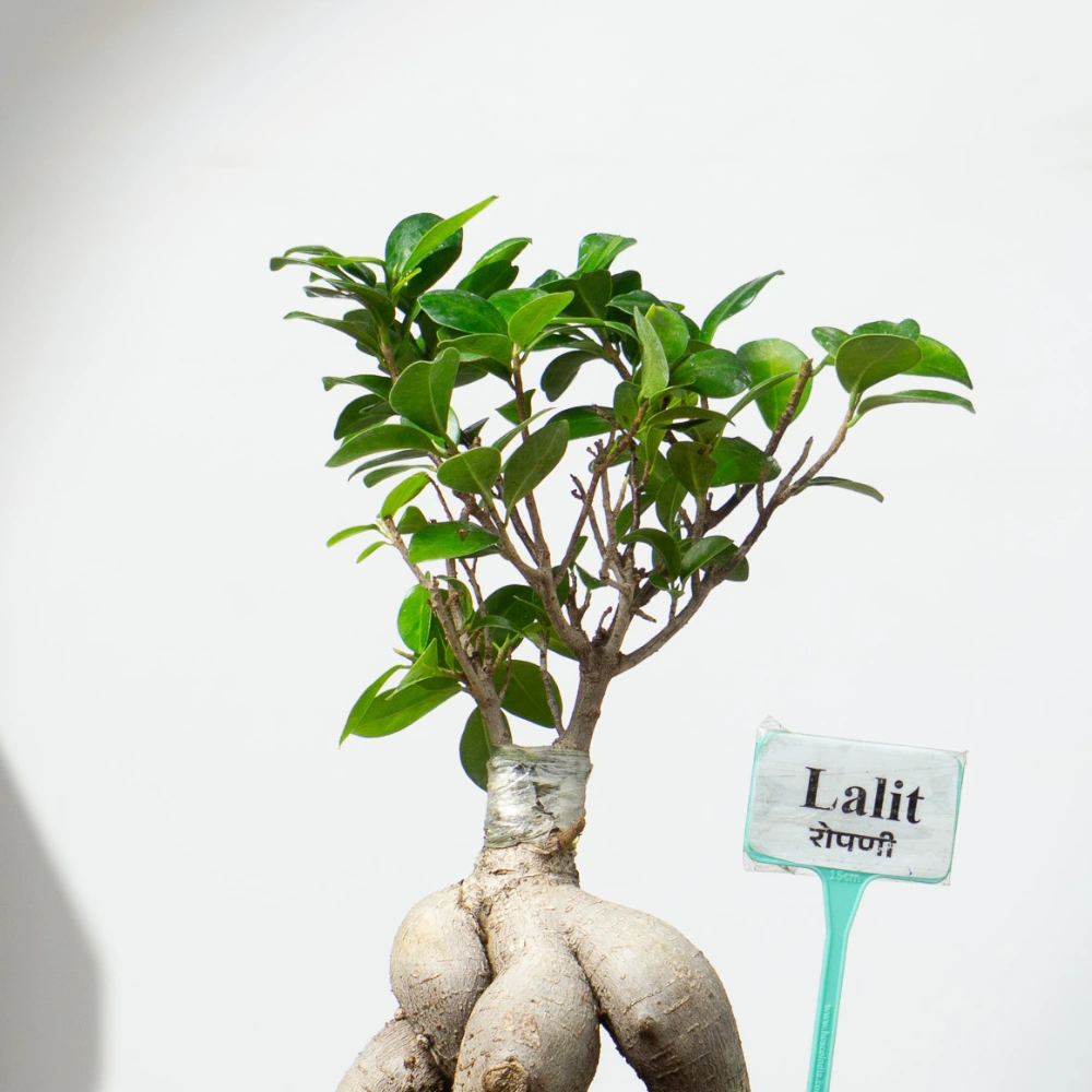 product-gallery