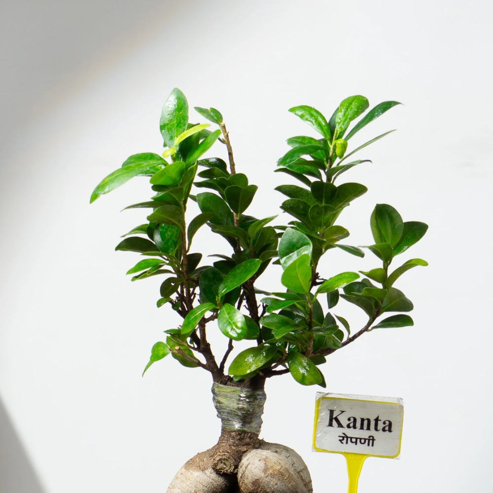 product-gallery