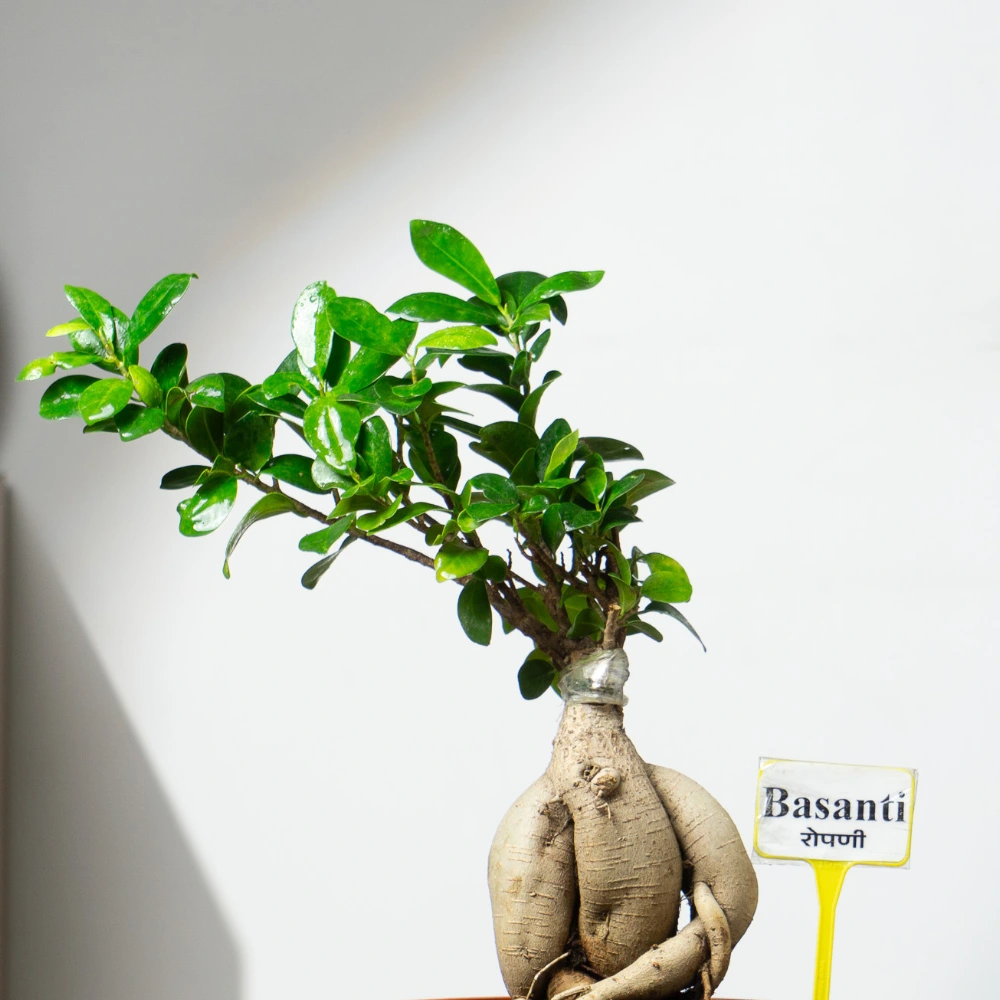 product-gallery
