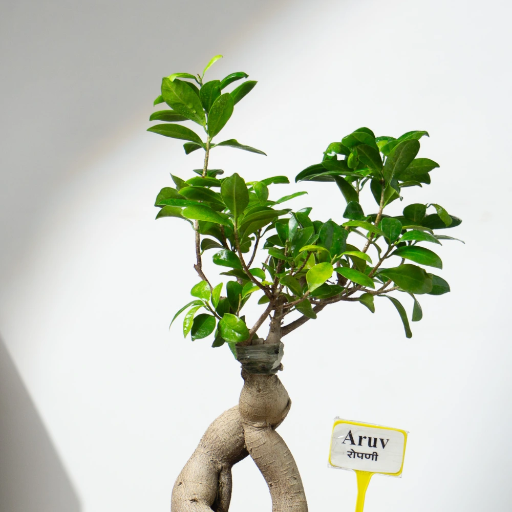 product-gallery
