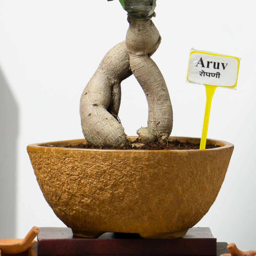 product-gallery