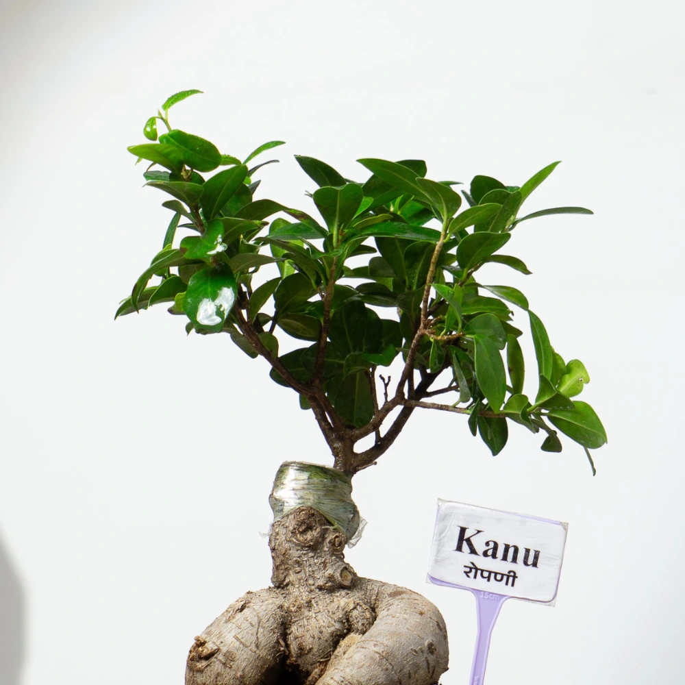 product-gallery