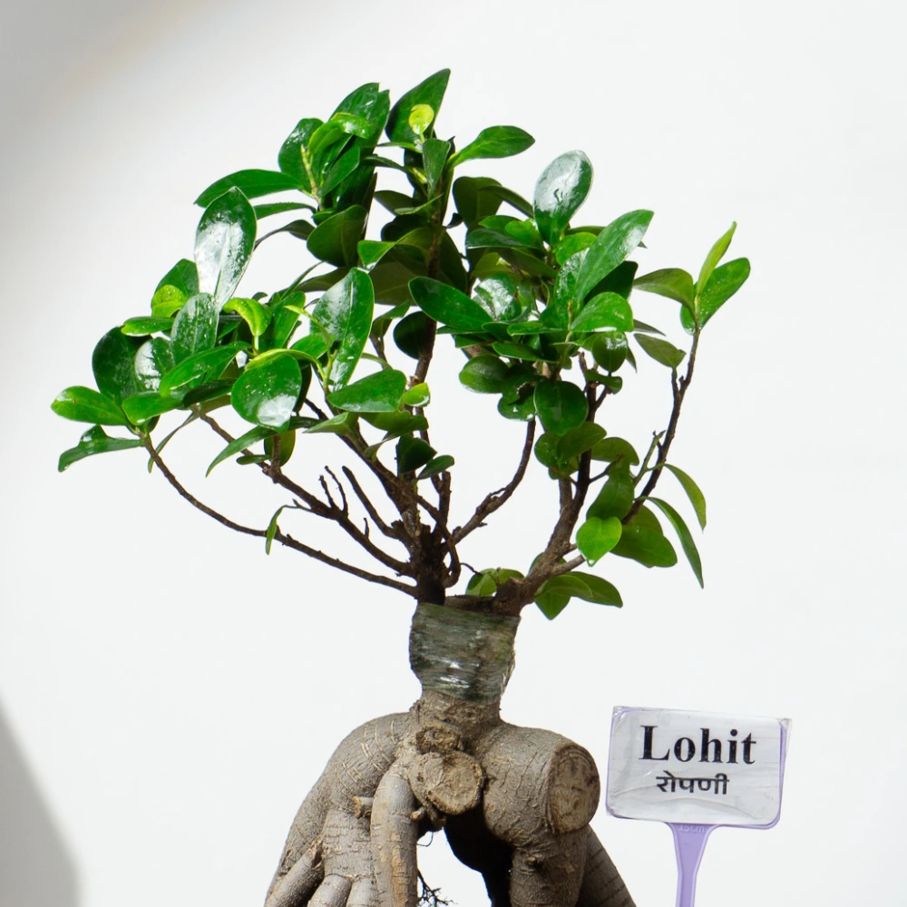 product-gallery