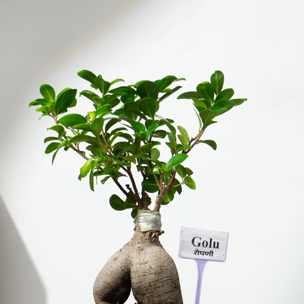 product-gallery