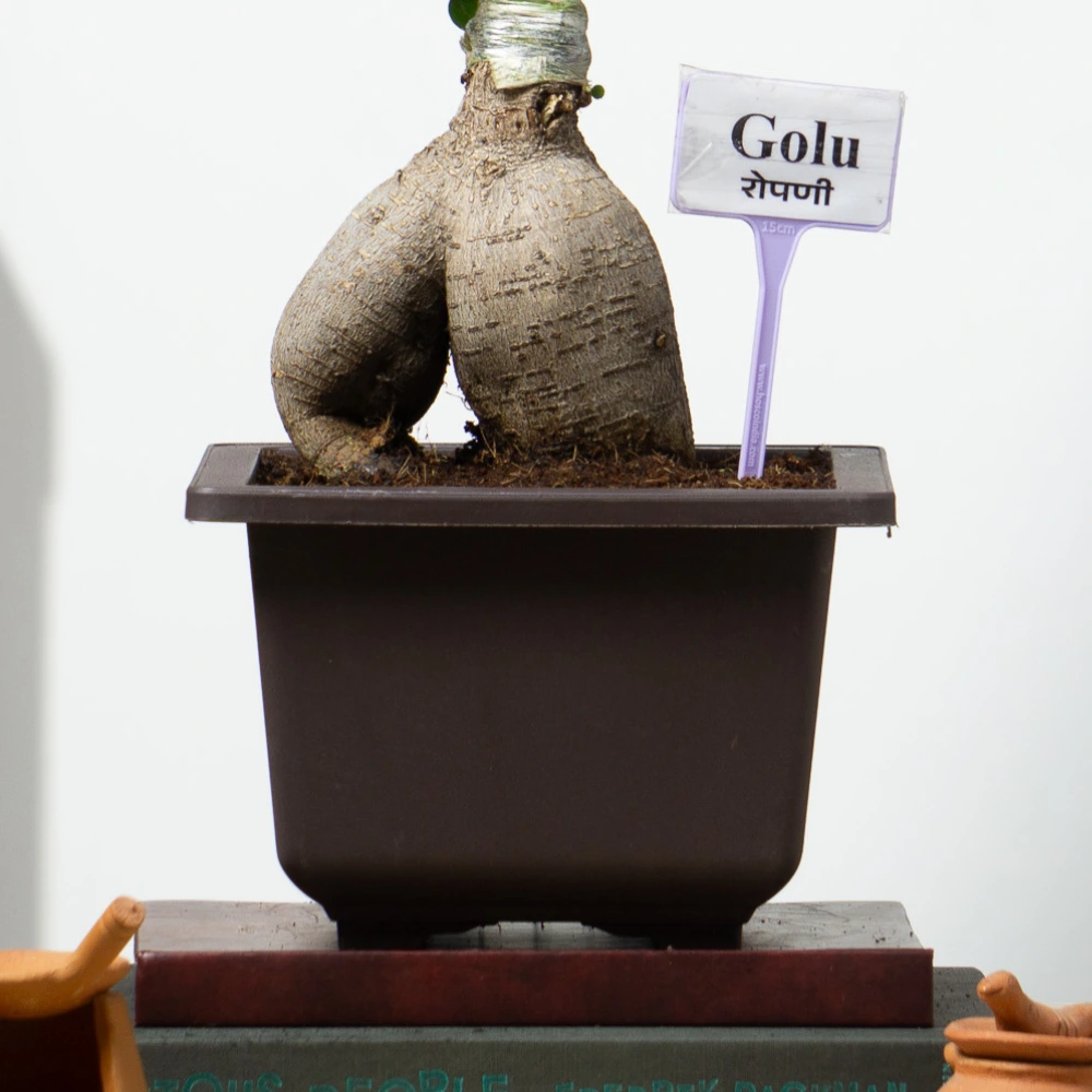 product-gallery