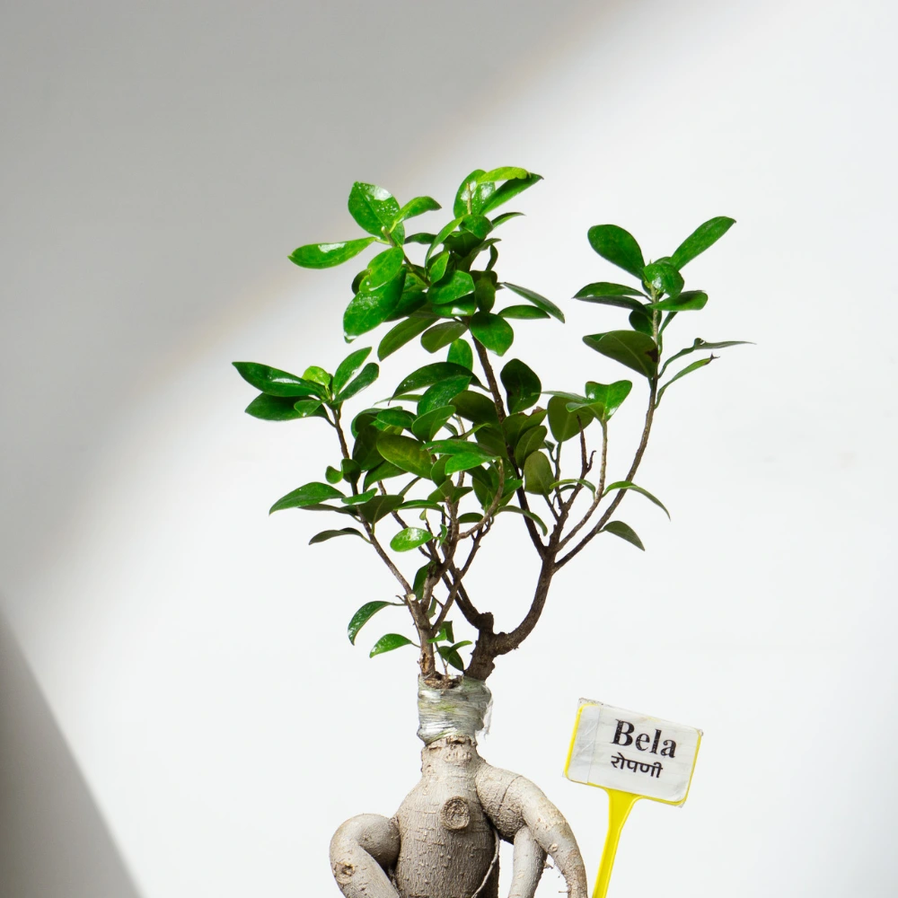 product-gallery