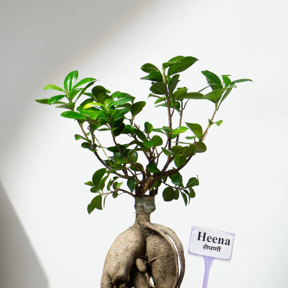 product-gallery