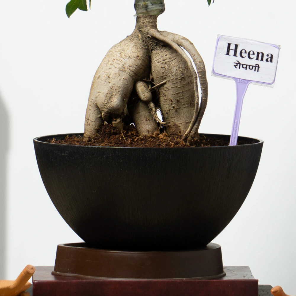 product-gallery