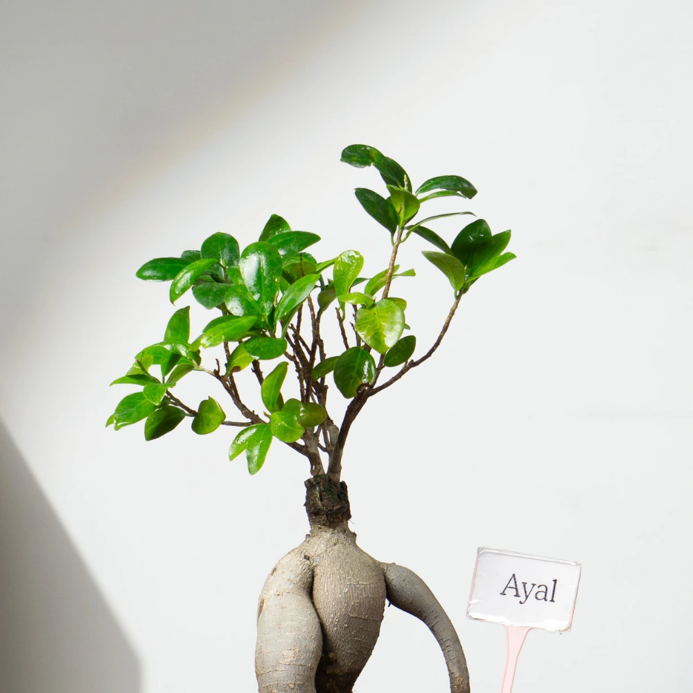 product-gallery