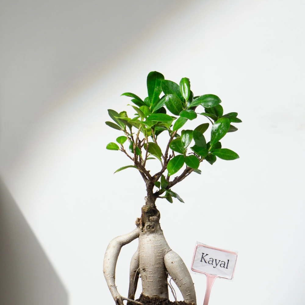 product-gallery