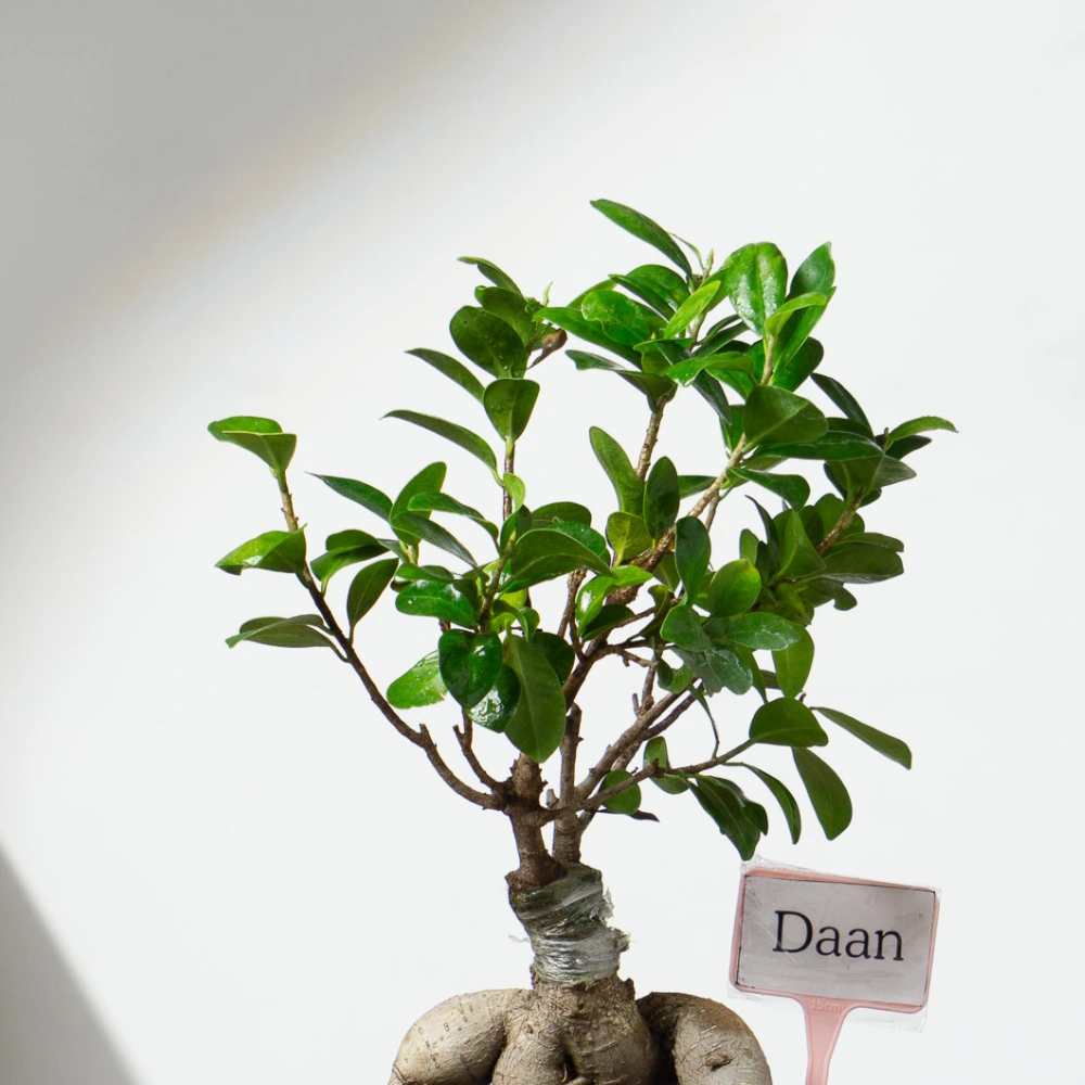 product-gallery