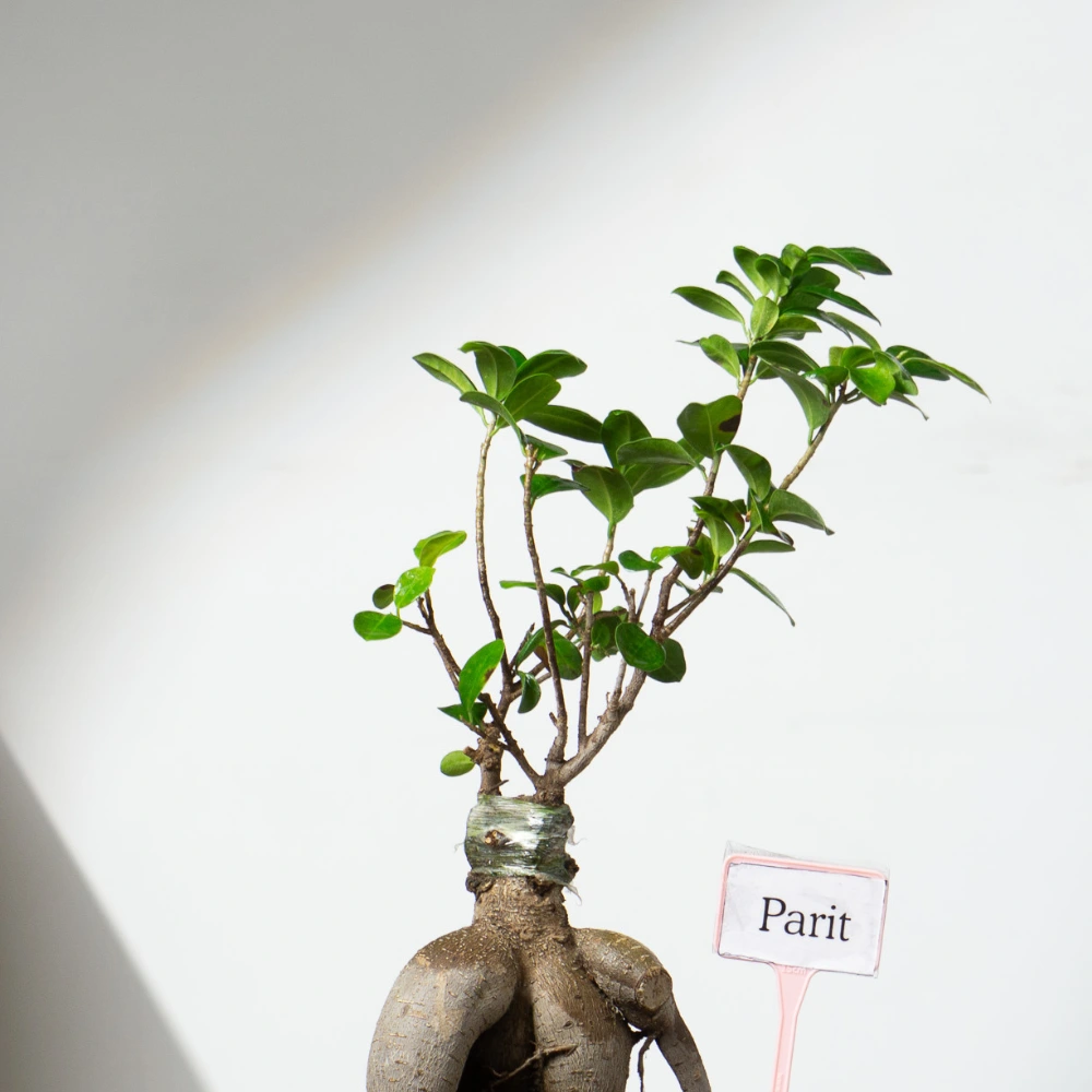 product-gallery