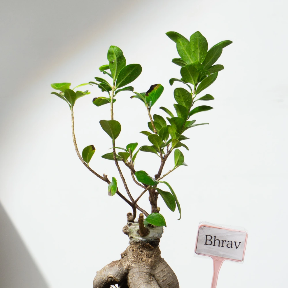 product-gallery