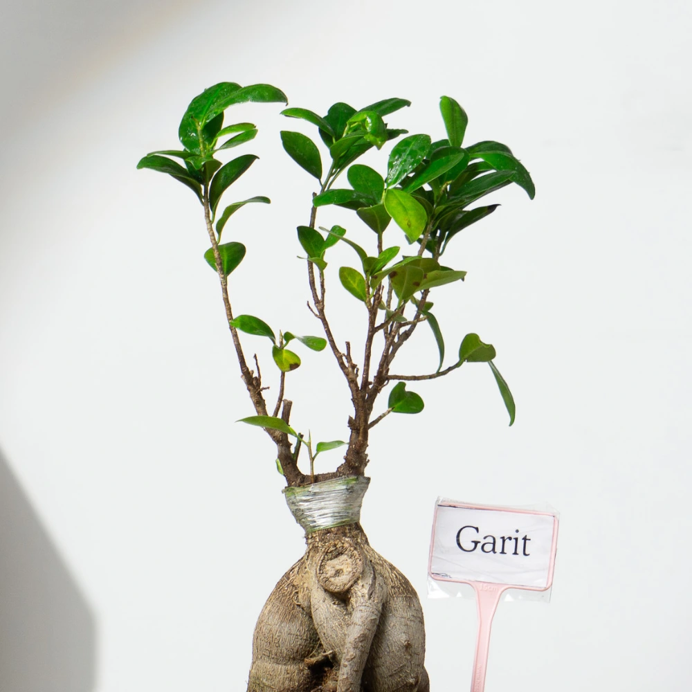 product-gallery