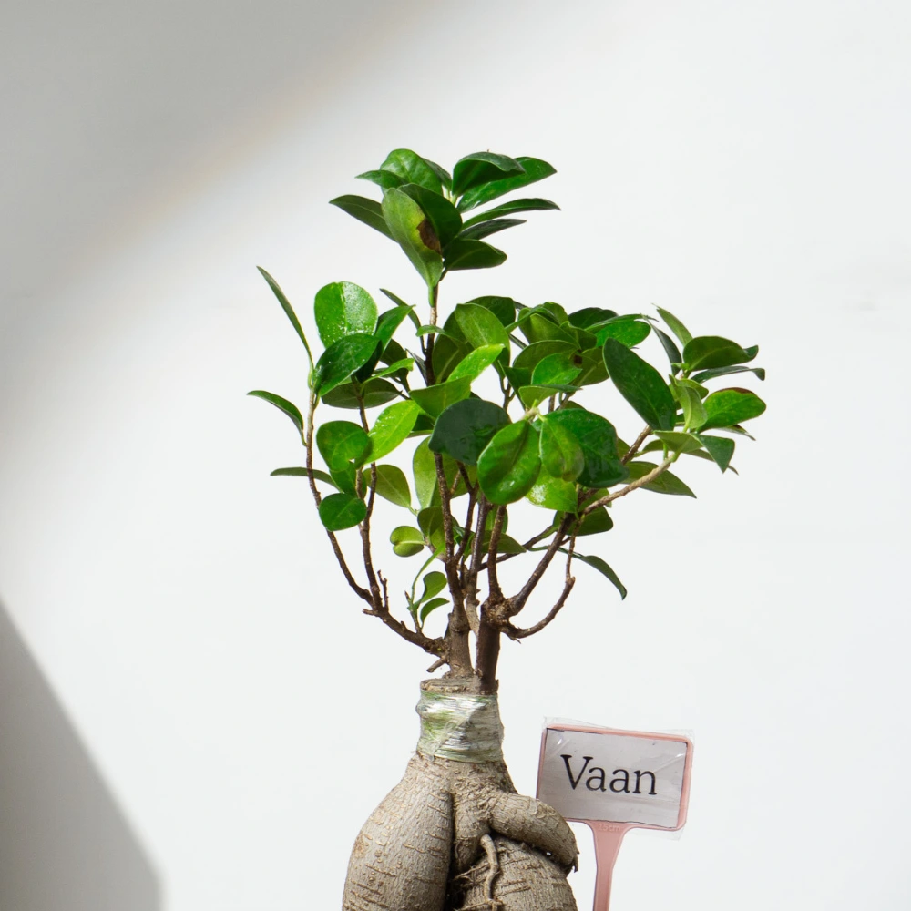 product-gallery