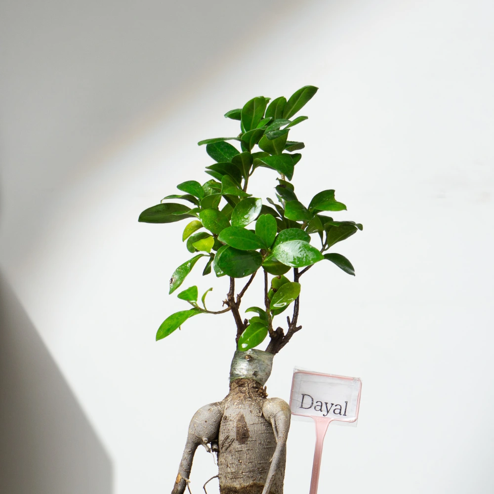 product-gallery