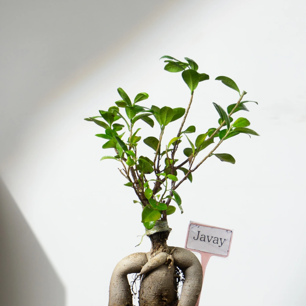 product-gallery