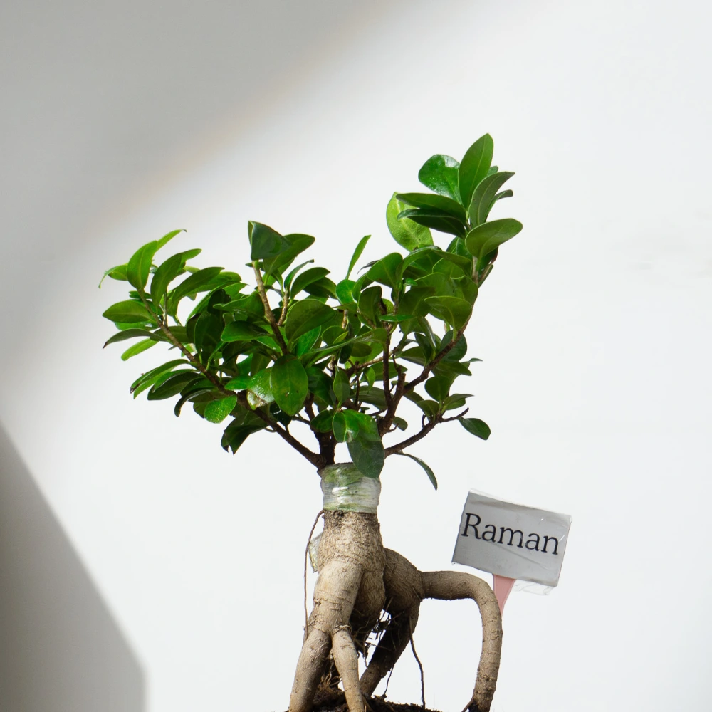 product-gallery
